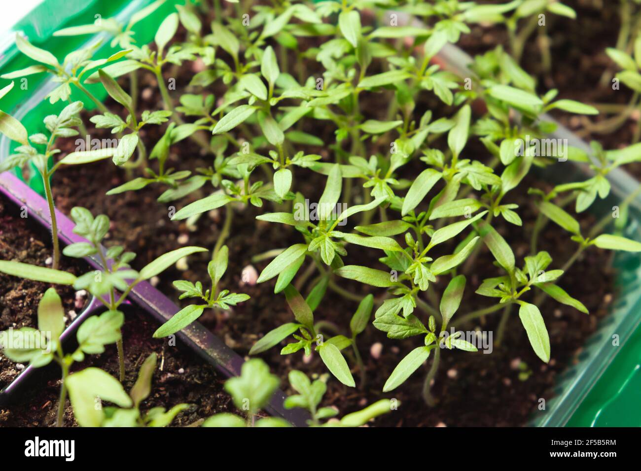 Piantine crescono in scatola di plastica verde, primo piano foto. Agricoltura interna Foto Stock