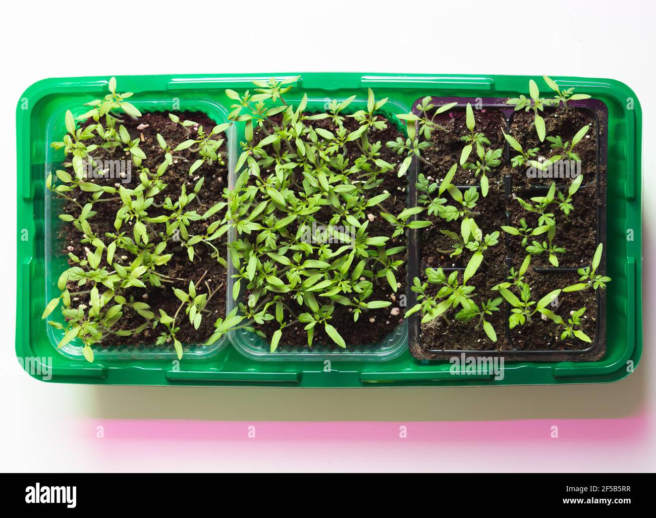 Scatola di plastica verde con piantine di piante in crescita sta sotto l'illuminazione fitofarmacena a spettro completo. Foto vista dall'alto Foto Stock