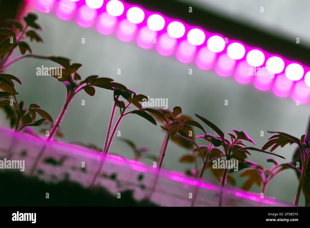 Le piantine di pomodoro crescono in scatole di plastica sotto la lampada fitofarmacina a spettro pieno. Sistema di illuminazione per agricoltura interna Foto Stock