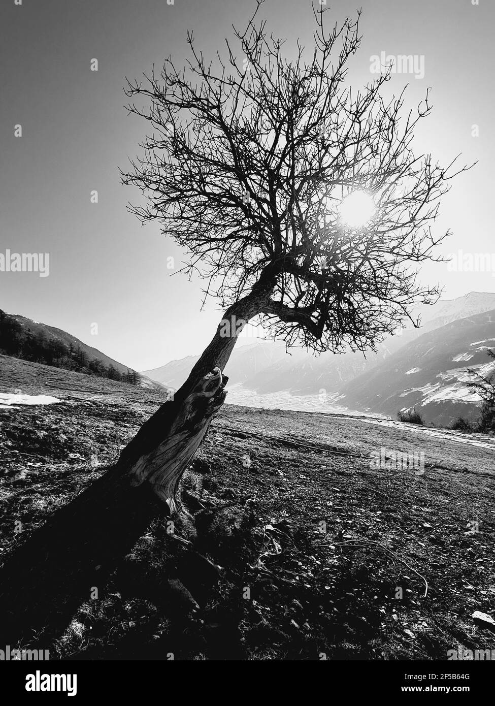 vecchio albero della morte al sole b/w. Foto Stock