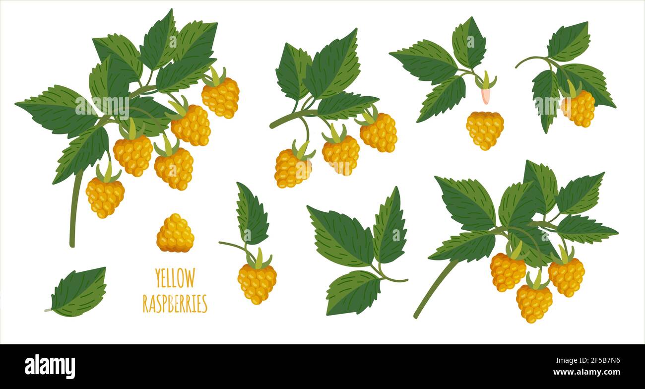 Ramoscello di pianta di lampone giallo. Ciuffo di lamponi con bacche e foglie. Costruttore di elementi per il design congratulazioni, inviti, schede, Illustrazione Vettoriale