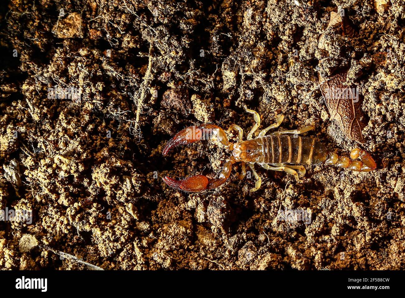 Diego Barrales especialista en Alacranes.Diego Barrales specialista in Scorpions. Poison Madrean Diversity Expeditions con la Comisiòn Nacional de Areas Naturales Protegidas, CONANP, en la Sierra del Tigre, Municipio de Nacozari, sonora. Messico. (CreditoFoto:LuisGutierrez NortePhoto.com) Foto Stock