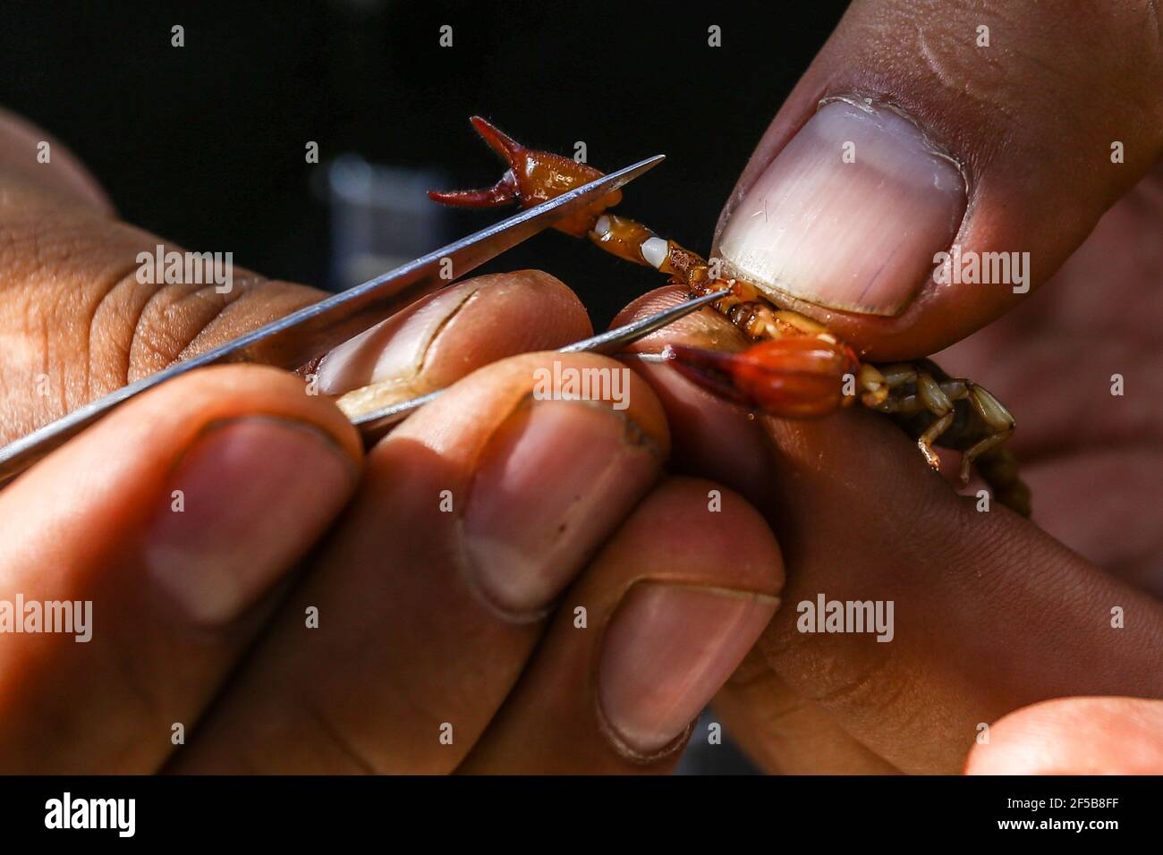 Diego Barrales especialista en Alacranes.Diego Barrales specialista in Scorpions. Poison Madrean Diversity Expeditions con la Comisiòn Nacional de Areas Naturales Protegidas, CONANP, en la Sierra del Tigre, Municipio de Nacozari, sonora. Messico. (CreditoFoto:LuisGutierrez NortePhoto.com) Foto Stock