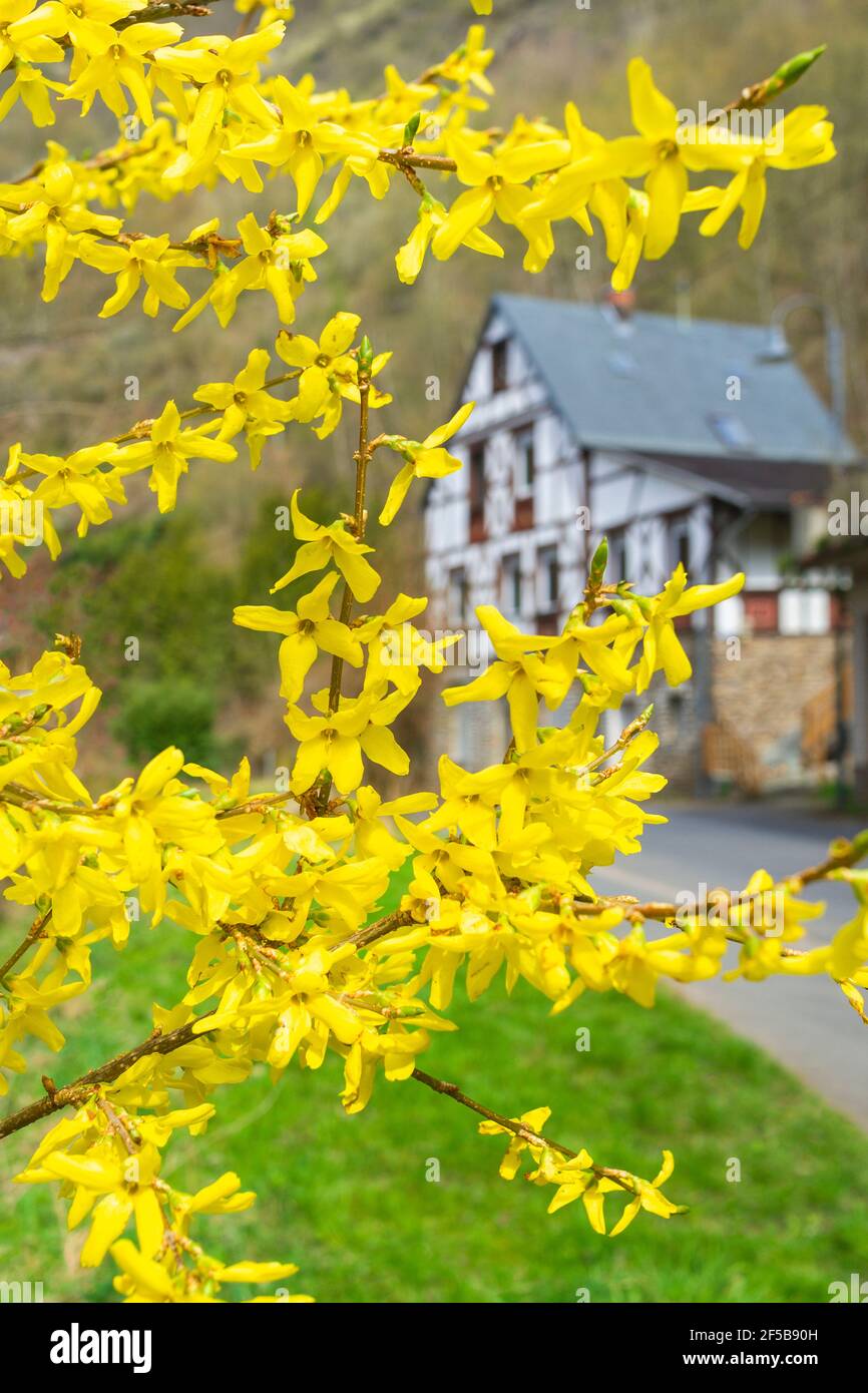 Forsythia fiori di fronte con erba verde e strada anh casa dietro. Golden Bell, Confine Forsythia fioritura in primavera giardino cespuglio. Foto Stock