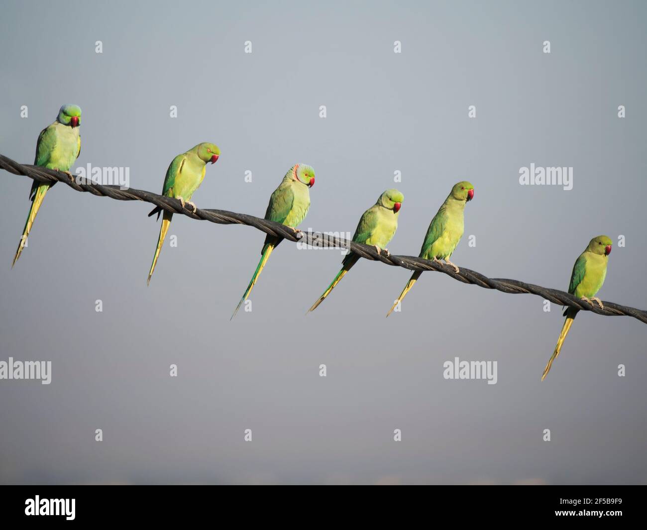 Parakeet con anello rosa - sulla linea elettrica Psittacula krameri Rajasthan, India BI032143 Foto Stock