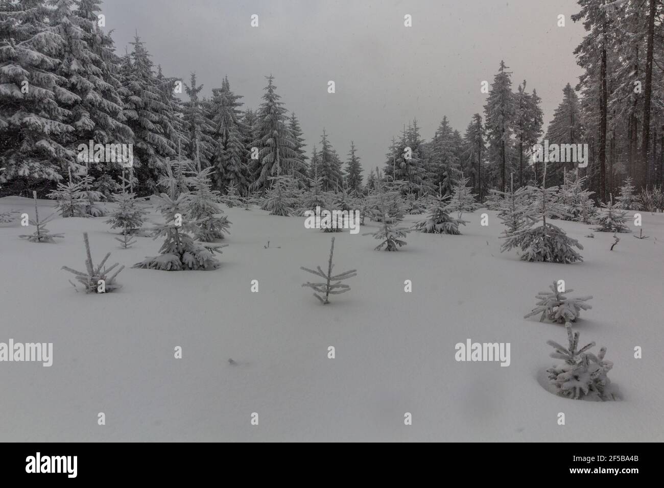 Vista della foresta innevata invernale nella Repubblica Ceca Foto Stock