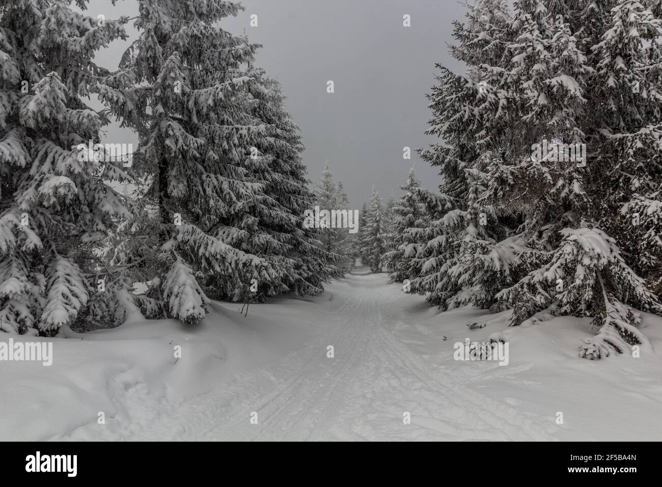 Pista da sci di fondo al monte Suchy vrch, Repubblica Ceca Foto Stock