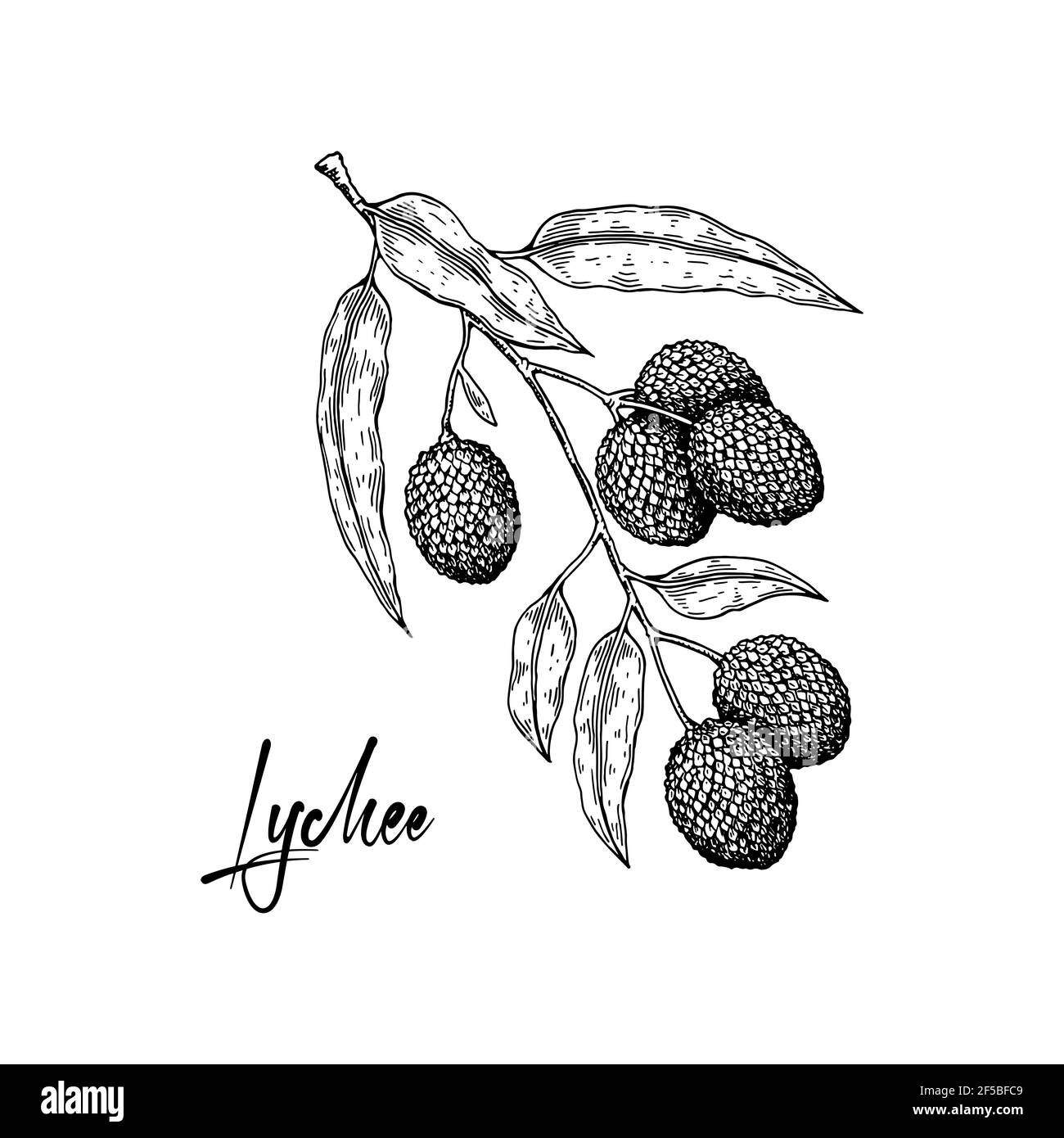 Ramo lichee disegnato a mano isolato su sfondo bianco. Illustrazione vettoriale nello stile di schizzo di dettaglio Illustrazione Vettoriale
