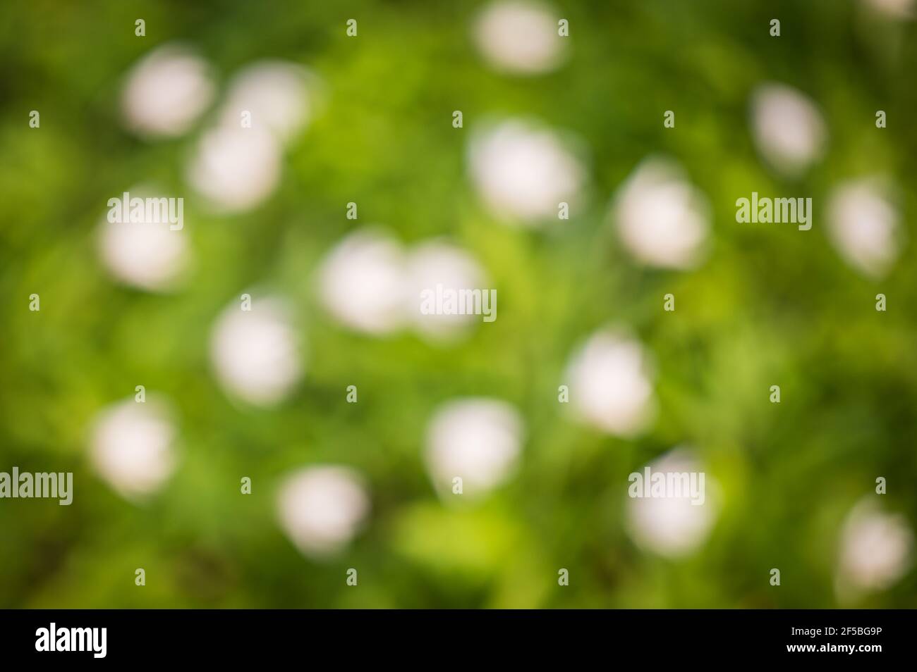 Sfondo bokeh verde e bianco. Effetto sfocato. Riassunto. Foto Stock