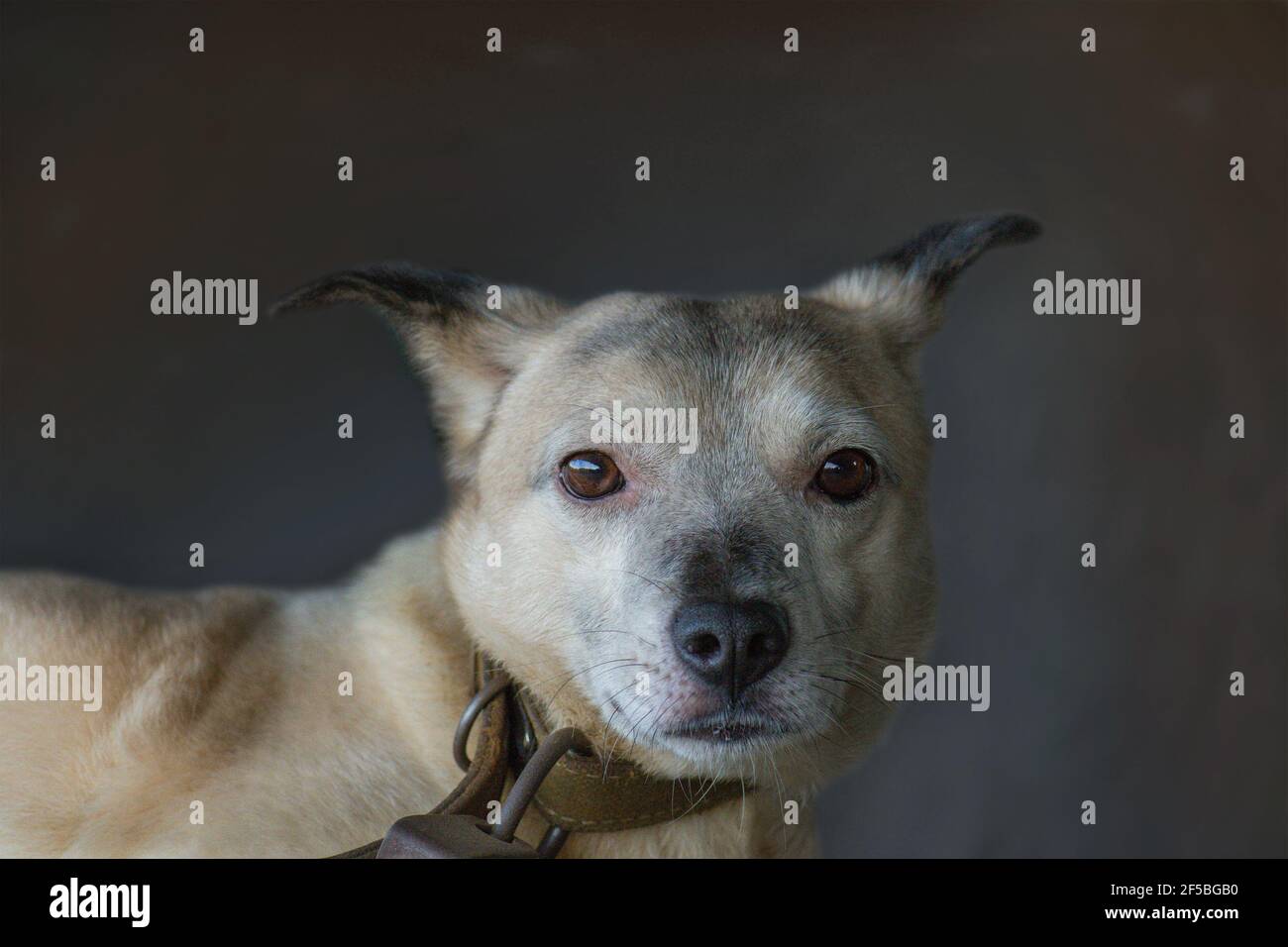 Cane dagli occhi scuri da vicino. Bellissimo ritratto di un giovane cane al tramonto. Stile di vita cane foto. Bel ritratto di cane. Fotografia concettuale della salute del cane. Foto Stock