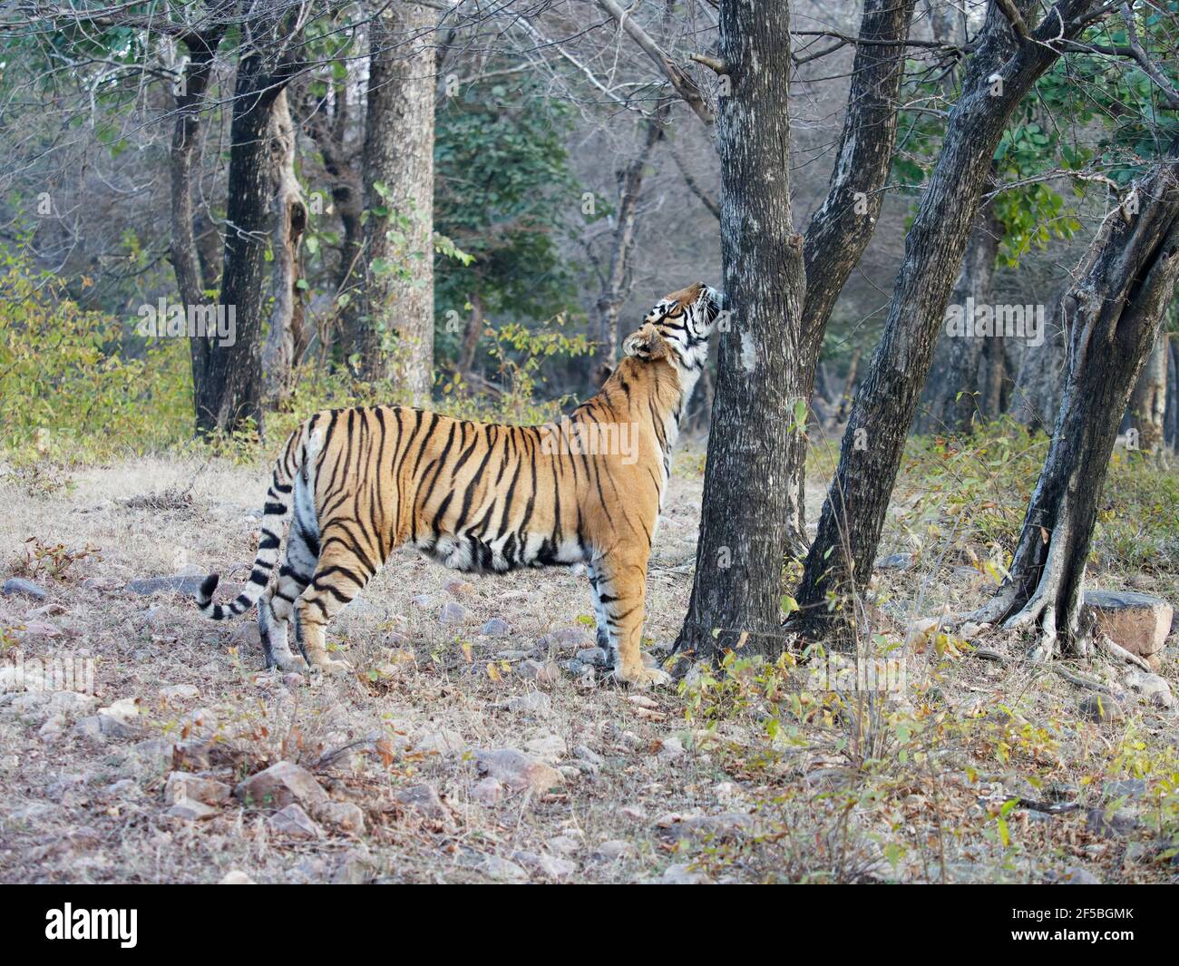 Tiger Bengala - femmina Noor profumo marcatura Panthera tigris Tigris Ranthambore National Park Rajastan, India MA003595 Foto Stock