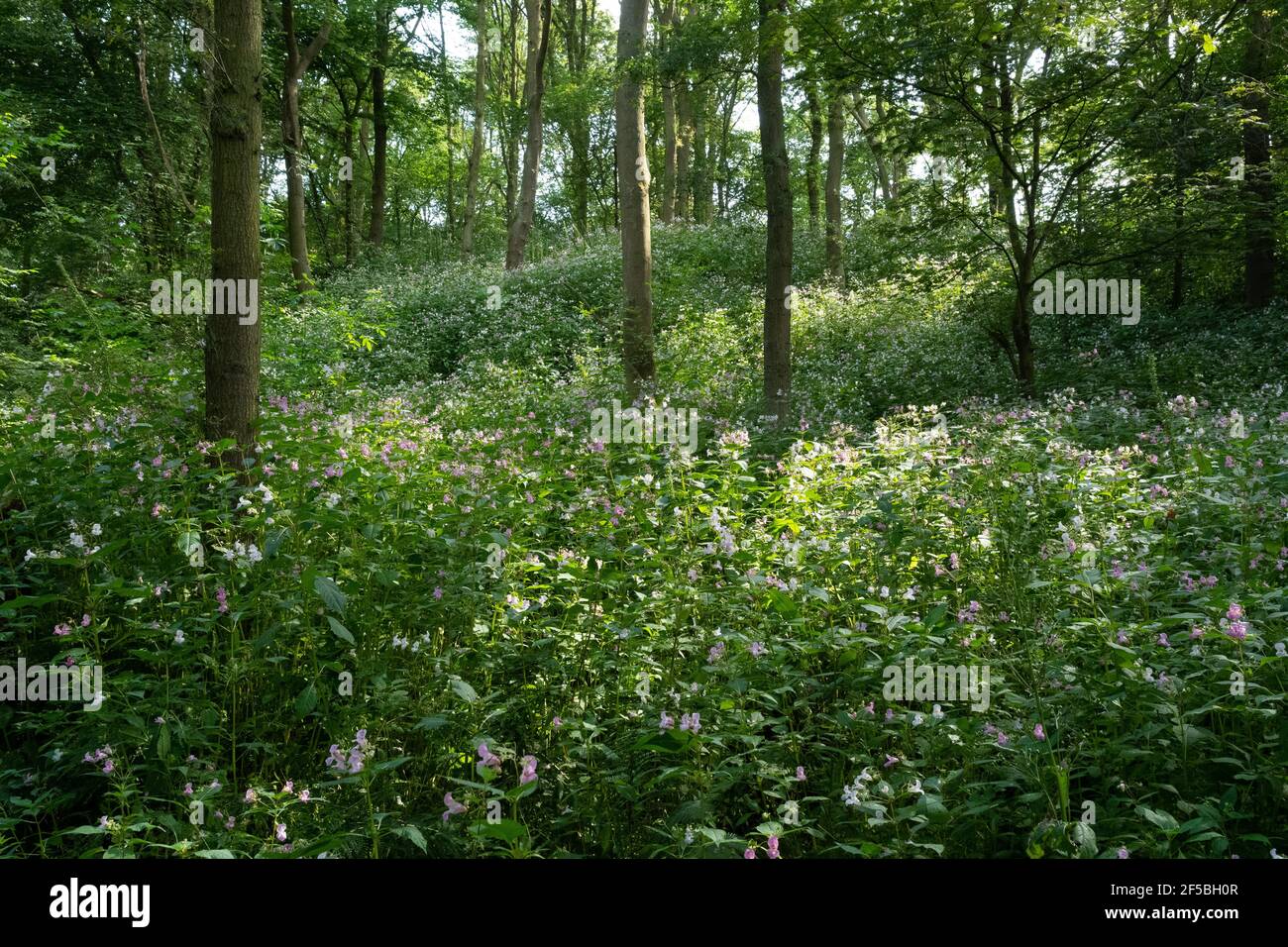 Himalayan Balsam (Impatiens glandulifera) nel bosco, Nr Queensferry, Scozia, Regno Unito Foto Stock