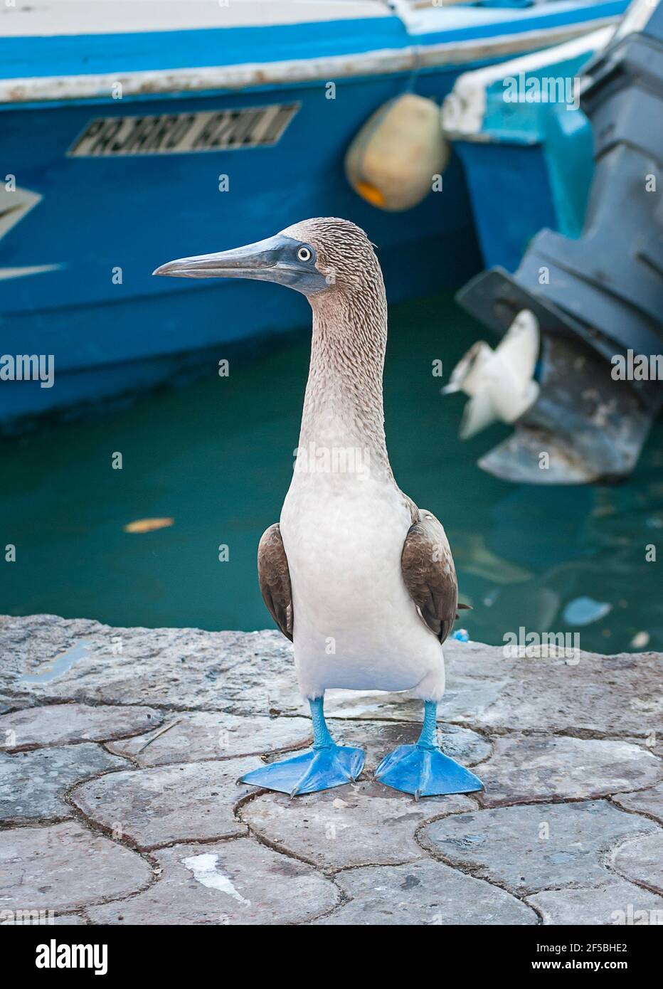 Blue Footed Booby, Isole Galapagos, Ecuador Foto Stock