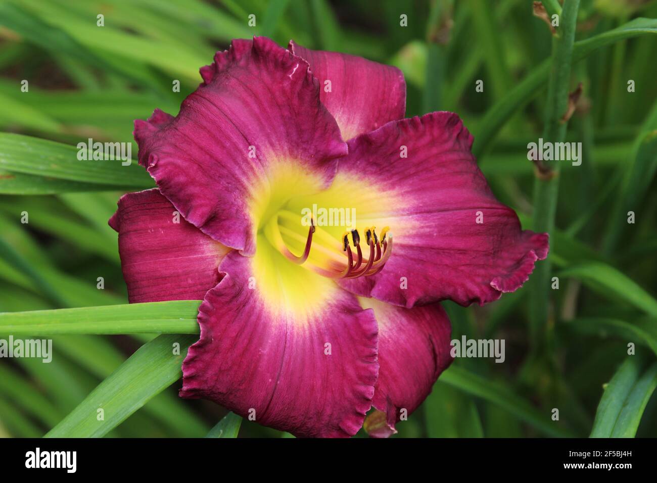 Primo piano di un giorno Dark Matter Hemerocallis in un giardino nel Wisconsin, Stati Uniti Foto Stock