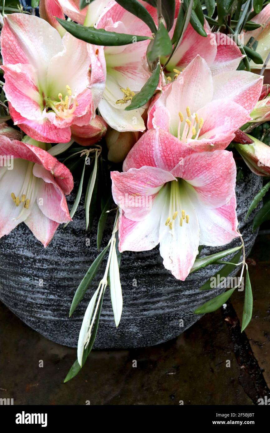 Hippeastrum (Galaxy Group) ‘Apple Blossom’ Amaryllis Apple Blossom – grandi fiori bianchi a forma di tromba arrossati con rosa, marzo, Inghilterra, Regno Unito Foto Stock