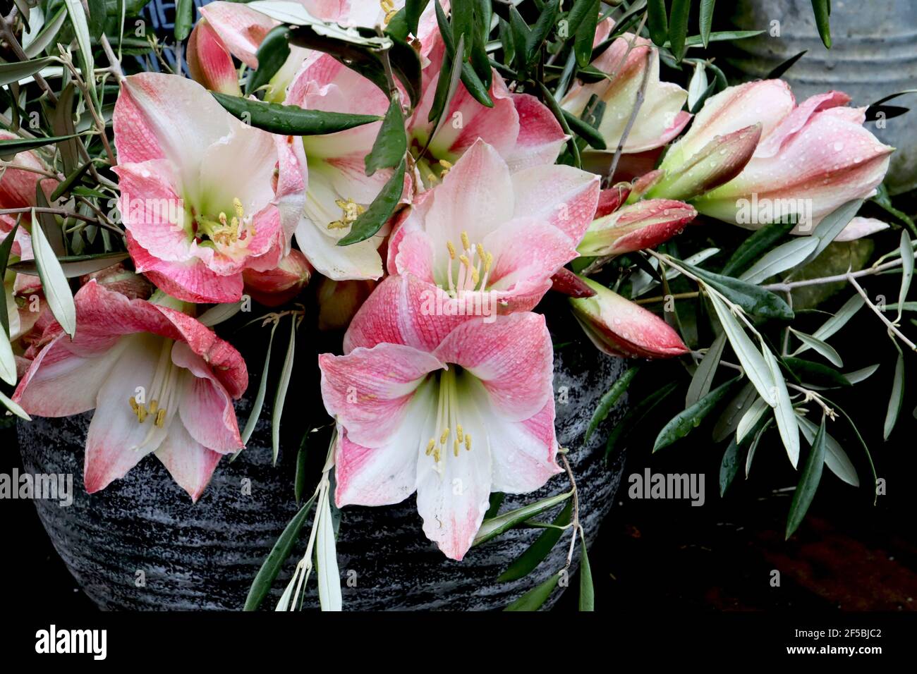 Hippeastrum (Galaxy Group) ‘Apple Blossom’ Amaryllis Apple Blossom – grandi fiori bianchi a forma di tromba arrossati con rosa, marzo, Inghilterra, Regno Unito Foto Stock