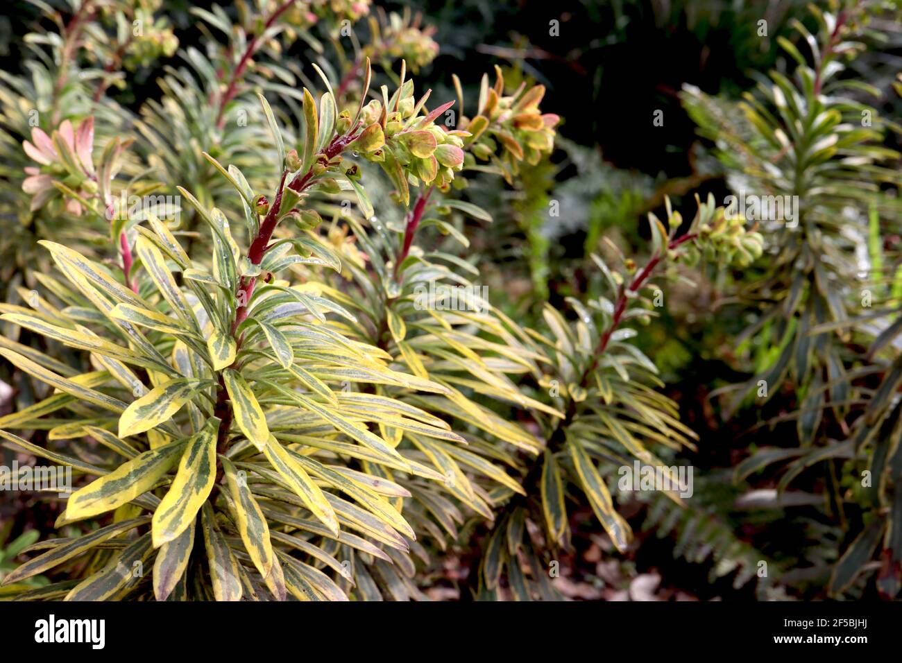 Euphorbia Characias ‘Tasmanian Tiger’ Spurge Tiger Tasmanian – fiori gialli cremosi e foglie variegate a forma di lancia, marzo, Inghilterra, Regno Unito Foto Stock