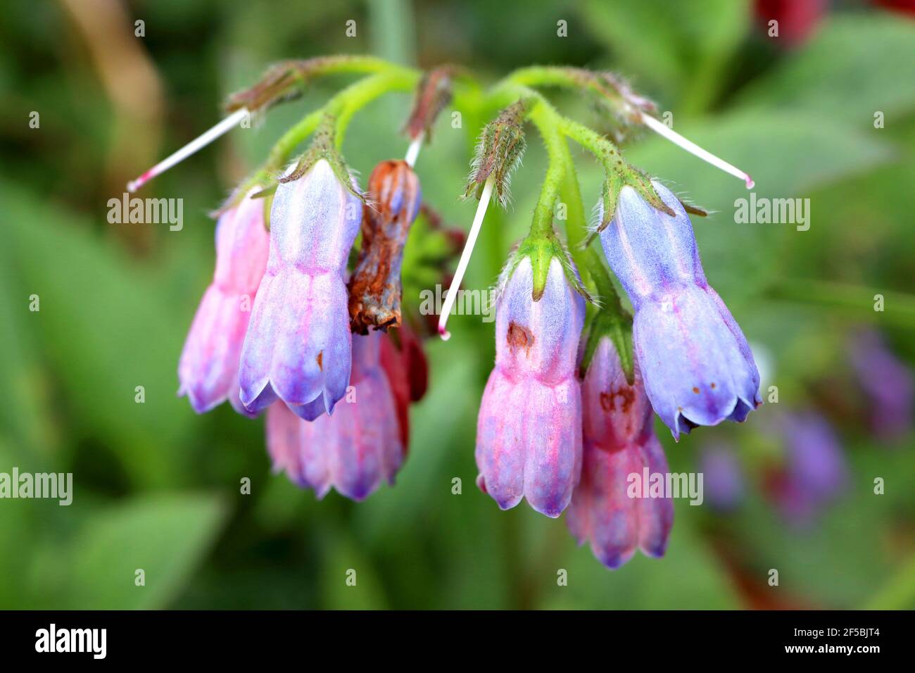 Symphytum caucacicum blu caucasica fresia – arcuando grappoli di fiori blu, marzo, Inghilterra, Regno Unito Foto Stock