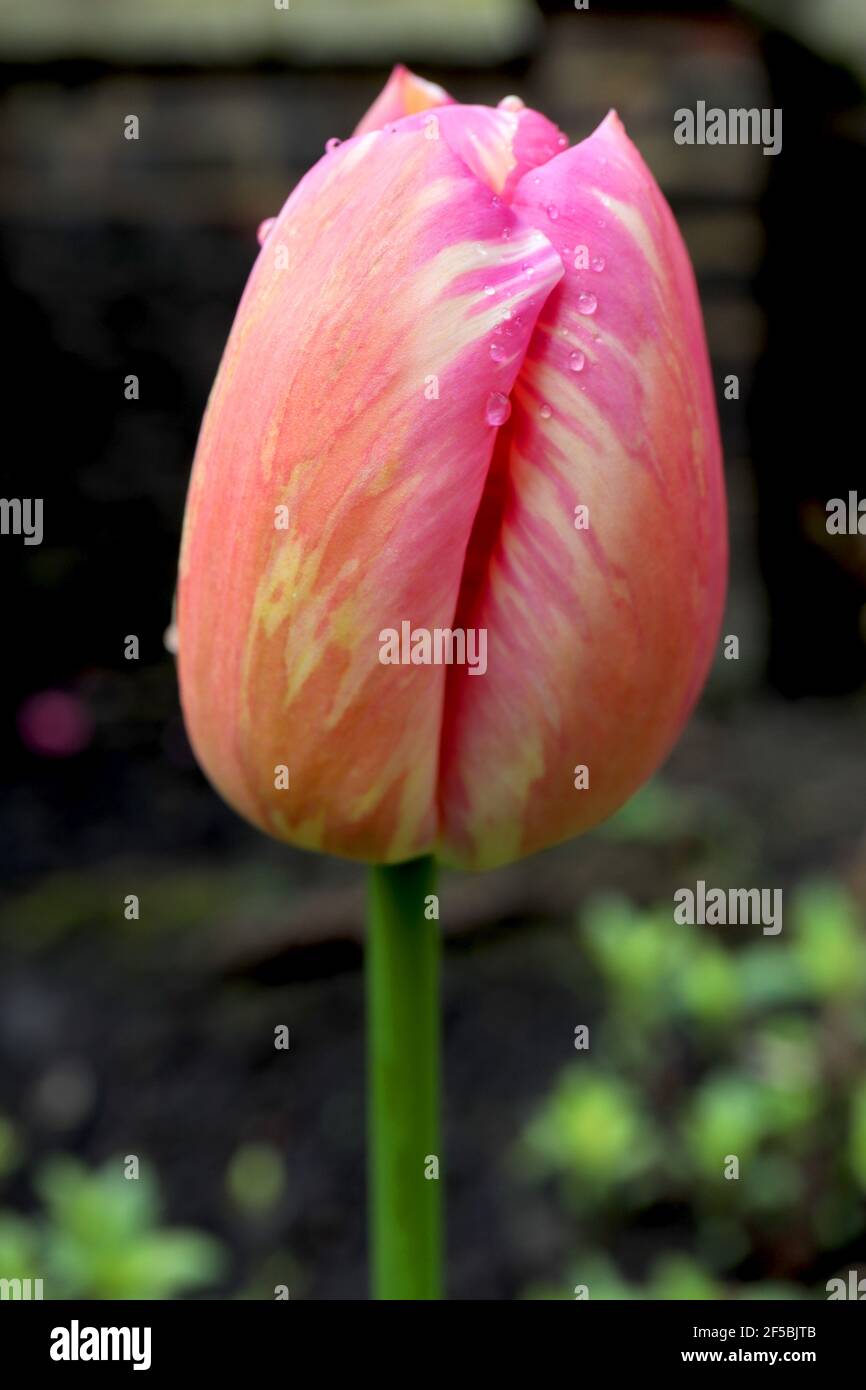 Tulipa ‘Hyperion’ Single Early 1 Hyperion Tulip – tulipano arancione con fiamme rosa, marzo, Inghilterra, Regno Unito Foto Stock