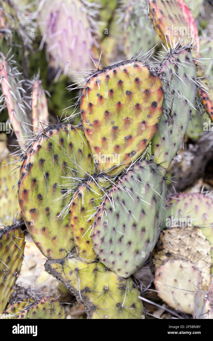 Prickly Pear Abstract Foto Stock