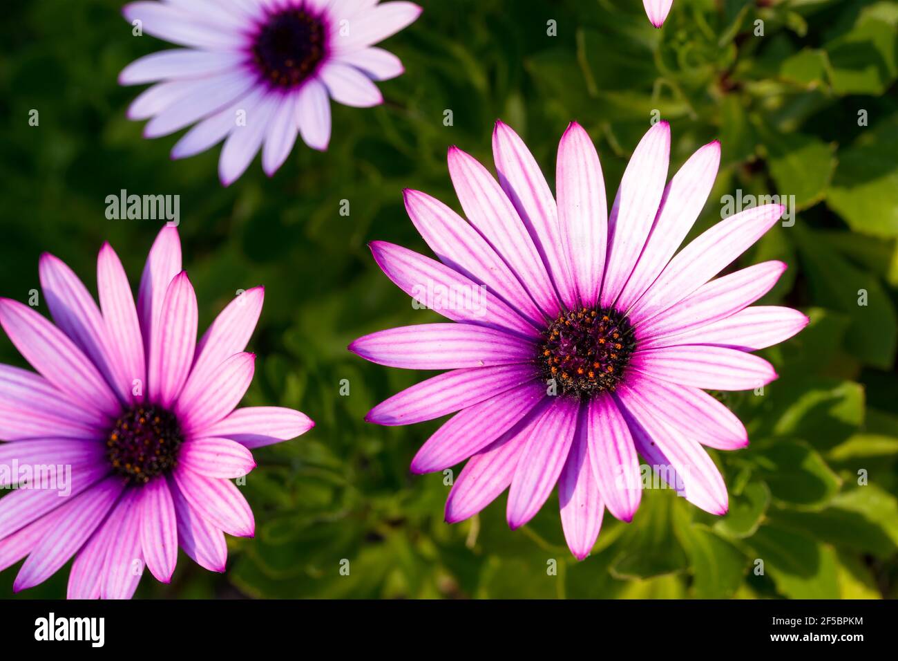 Osteospermum rosa in fiore durante la primavera nel sud di Francia Foto Stock