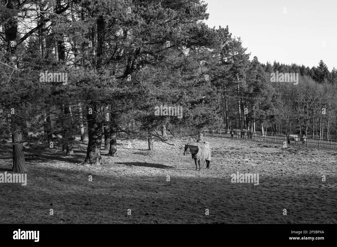 Un cavallo domesticated con un cappotto di inverno in piedi in un campo in Perthshire, godendo il sole di inverno, Scozia, Regno Unito. Foto Stock