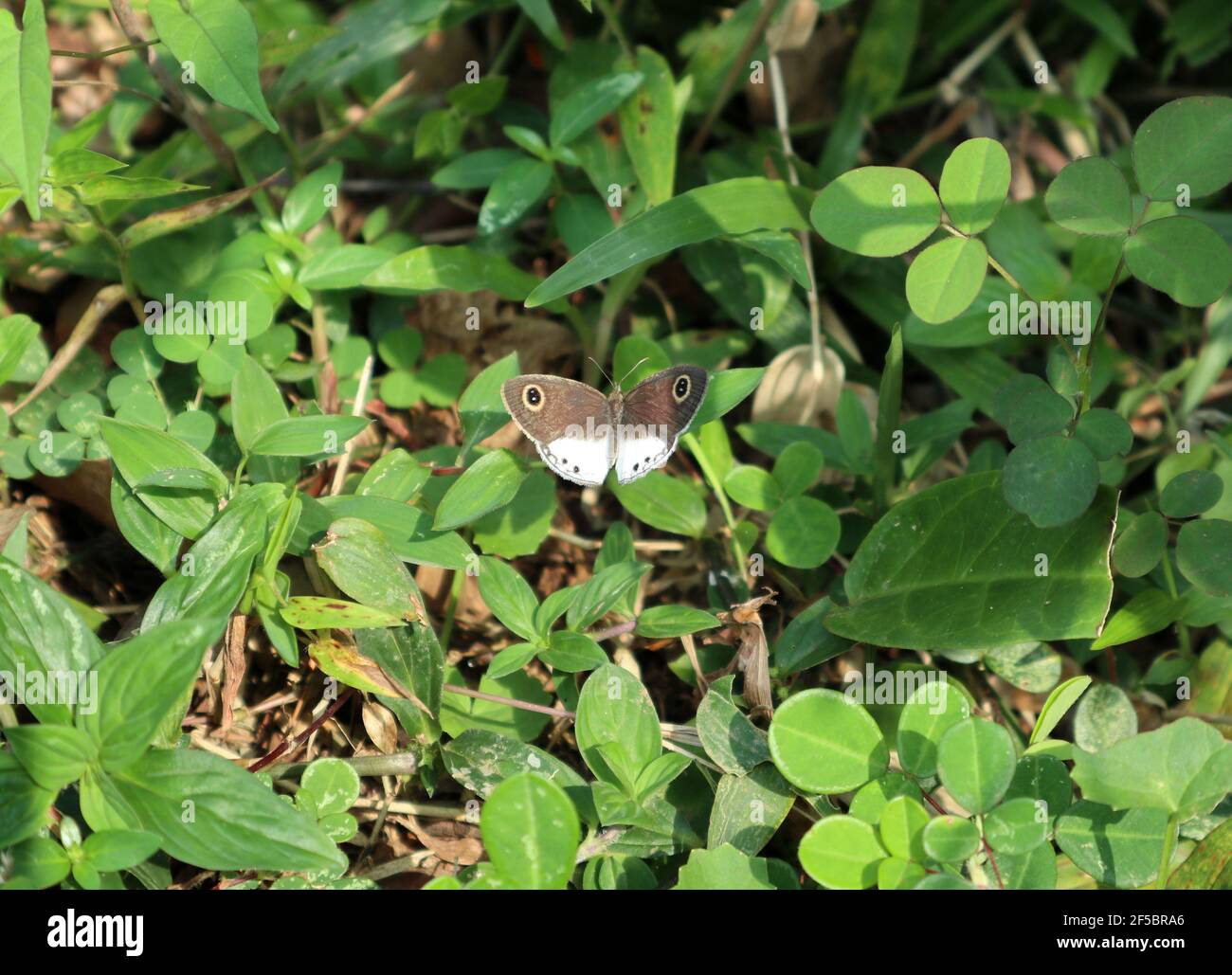 Primo piano di una farfalla bianca a quattro anelli sull'erba foglia con foglie d'erba Foto Stock