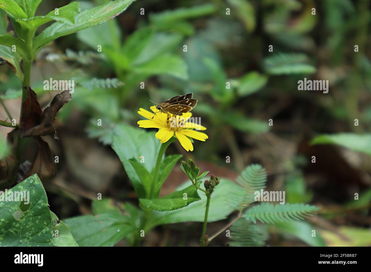 Comune erba freccetta farfalla raccolta nettare da fiore giallo closeup Foto Stock