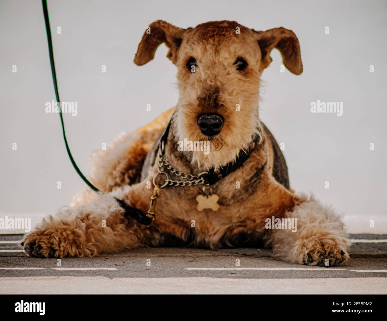 Closeup di un adorabile marrone soffice Airedale Terrier cane seduta a terra Foto Stock