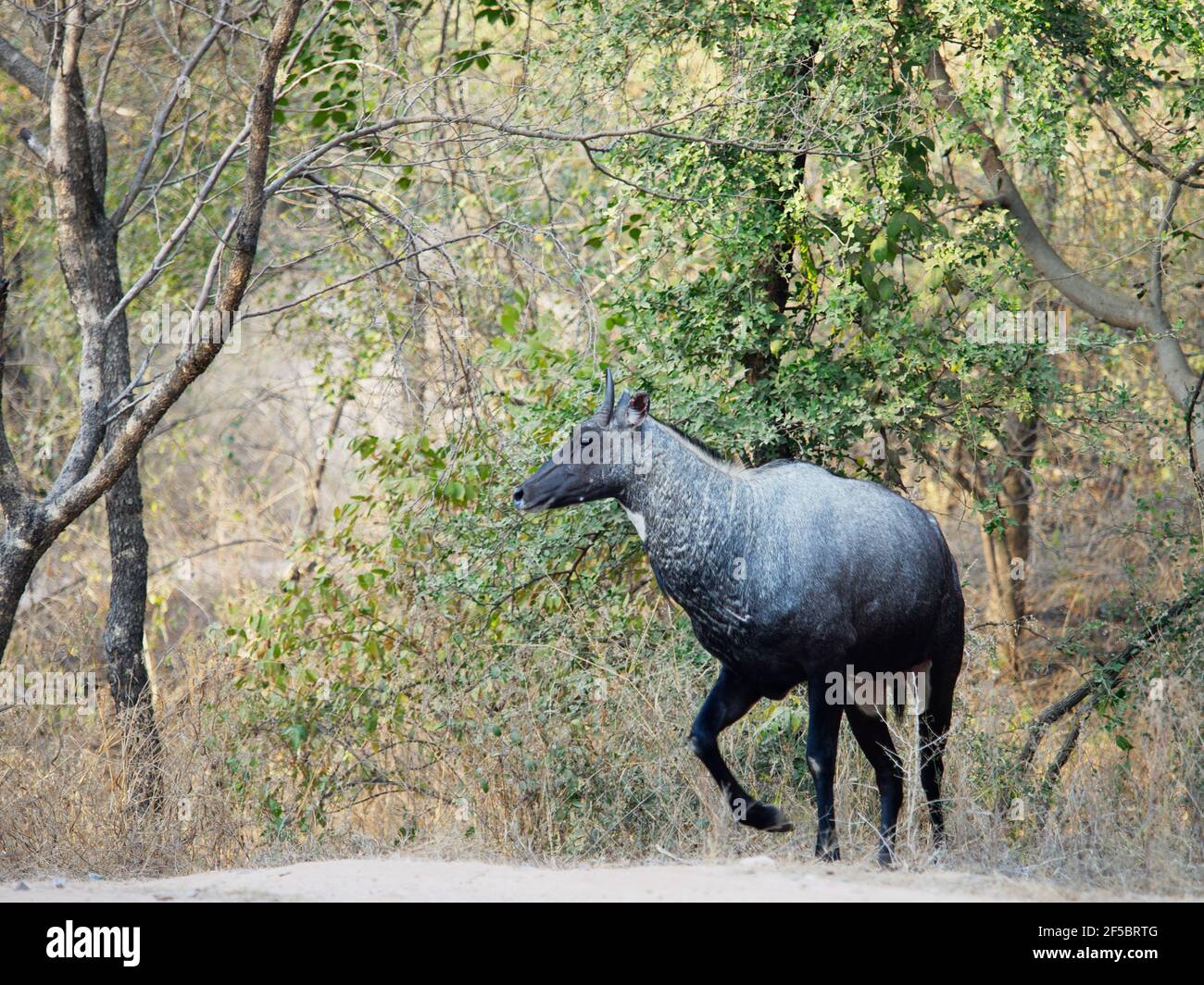 Nilgai - MaleBoselaphus tragocamelus Rajasthan, India MA003919 Foto Stock