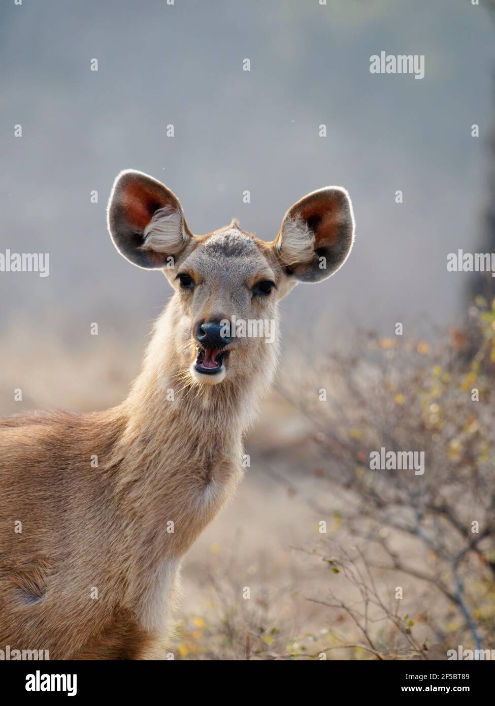 Sambar DeeRuga unicolor Ranthambore, Rajasthan, India MA003931 Foto Stock