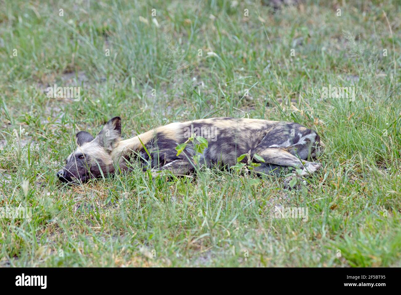 Cane selvatico africano di caccia o lupo dipinto (Lycaon pictus). Satiato. Animale più giovane nella confezione. In realtà non è coinvolto con l'uccisione della preda, non evide Foto Stock