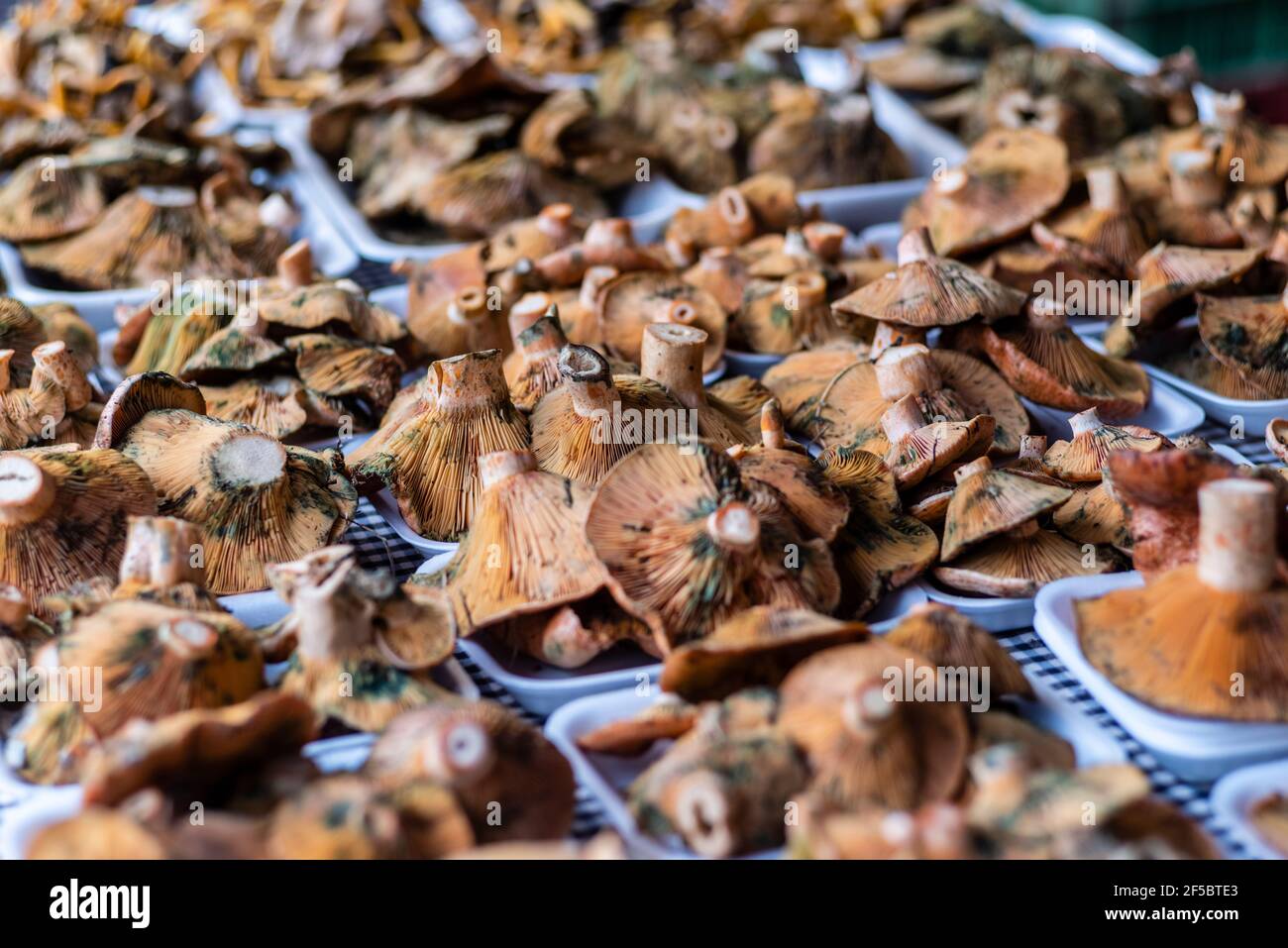 VIC mercato settimanale, prodotti freschi e biologici, fungo di pino rosso ( Lactarius deliciosus), Barcellona, Catalogna, Spagna. Foto Stock