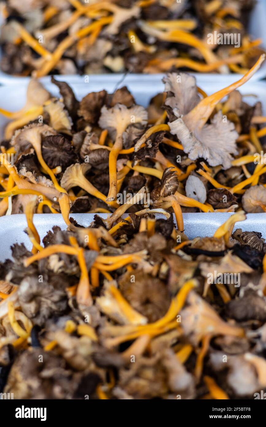 VIC mercato settimanale, prodotti freschi e biologici, Barcellona, Catalogna, Spagna. Foto Stock