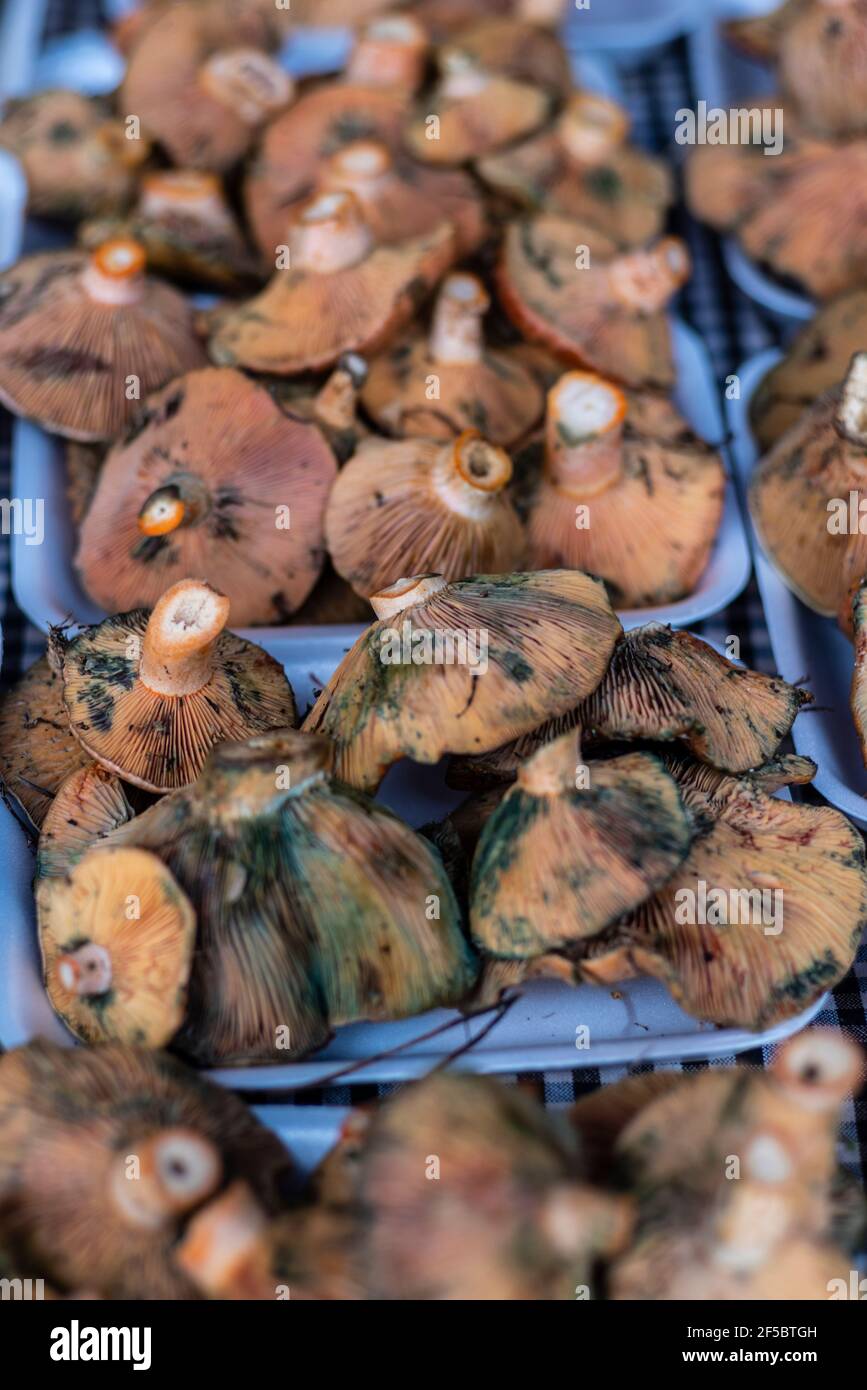 VIC mercato settimanale, prodotti freschi e biologici, fungo di pino rosso ( Lactarius deliciosus), Barcellona, Catalogna, Spagna. Foto Stock