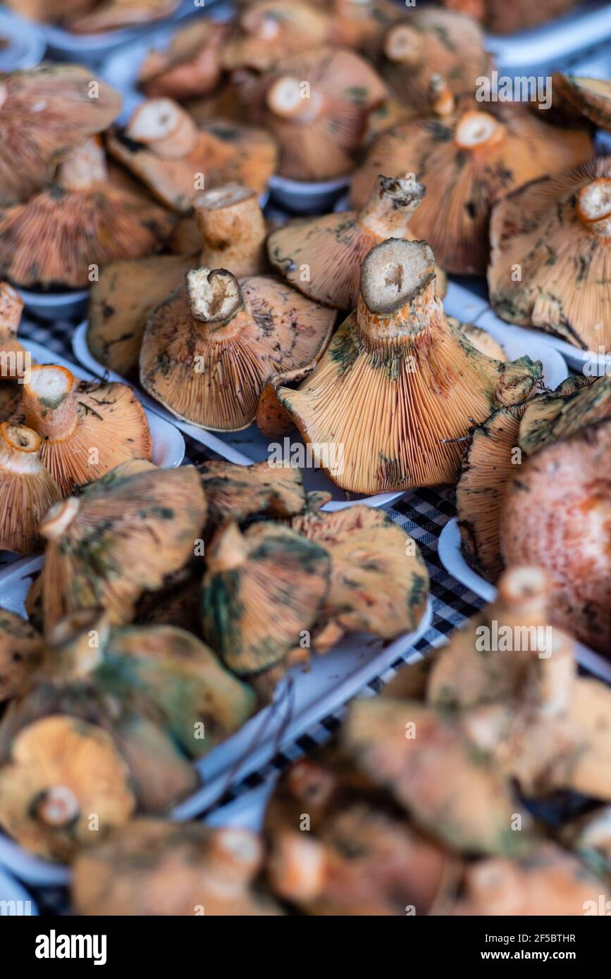 VIC mercato settimanale, prodotti freschi e biologici, fungo di pino rosso ( Lactarius deliciosus), Barcellona, Catalogna, Spagna. Foto Stock