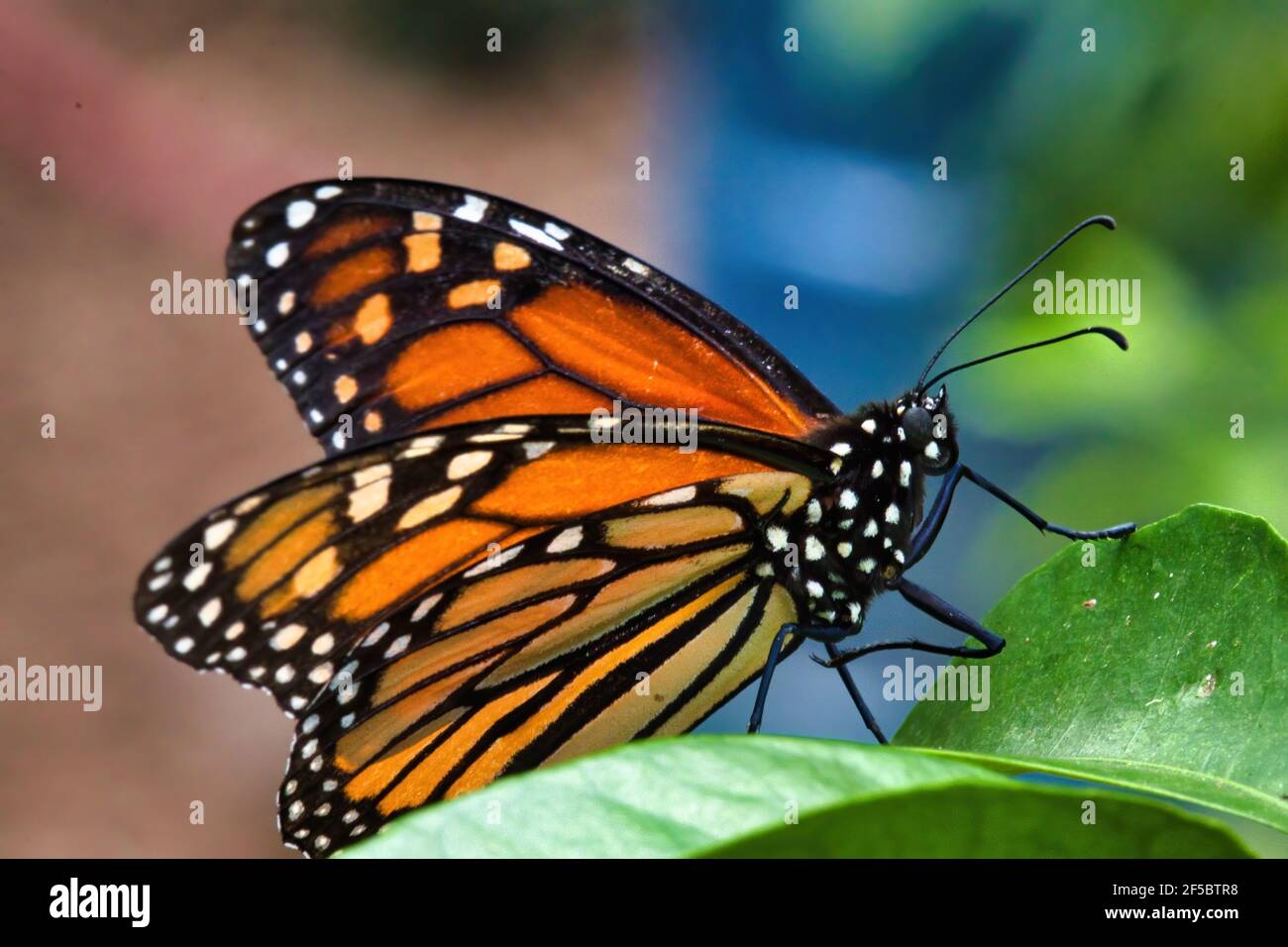 Macro vista di una colorata farfalla monarca poggiata su una foglia verde. Foto Stock