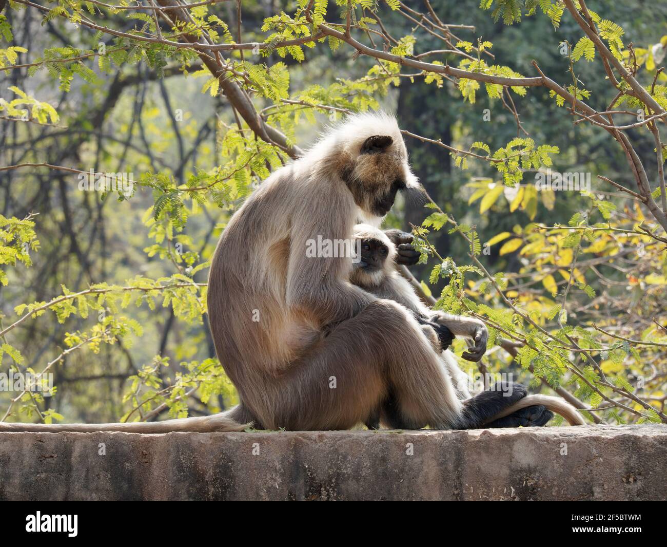 Northern Plains Gray Langur - madre con il bambino Semnopithecus entellus Rajasthan, India MA003957 Foto Stock