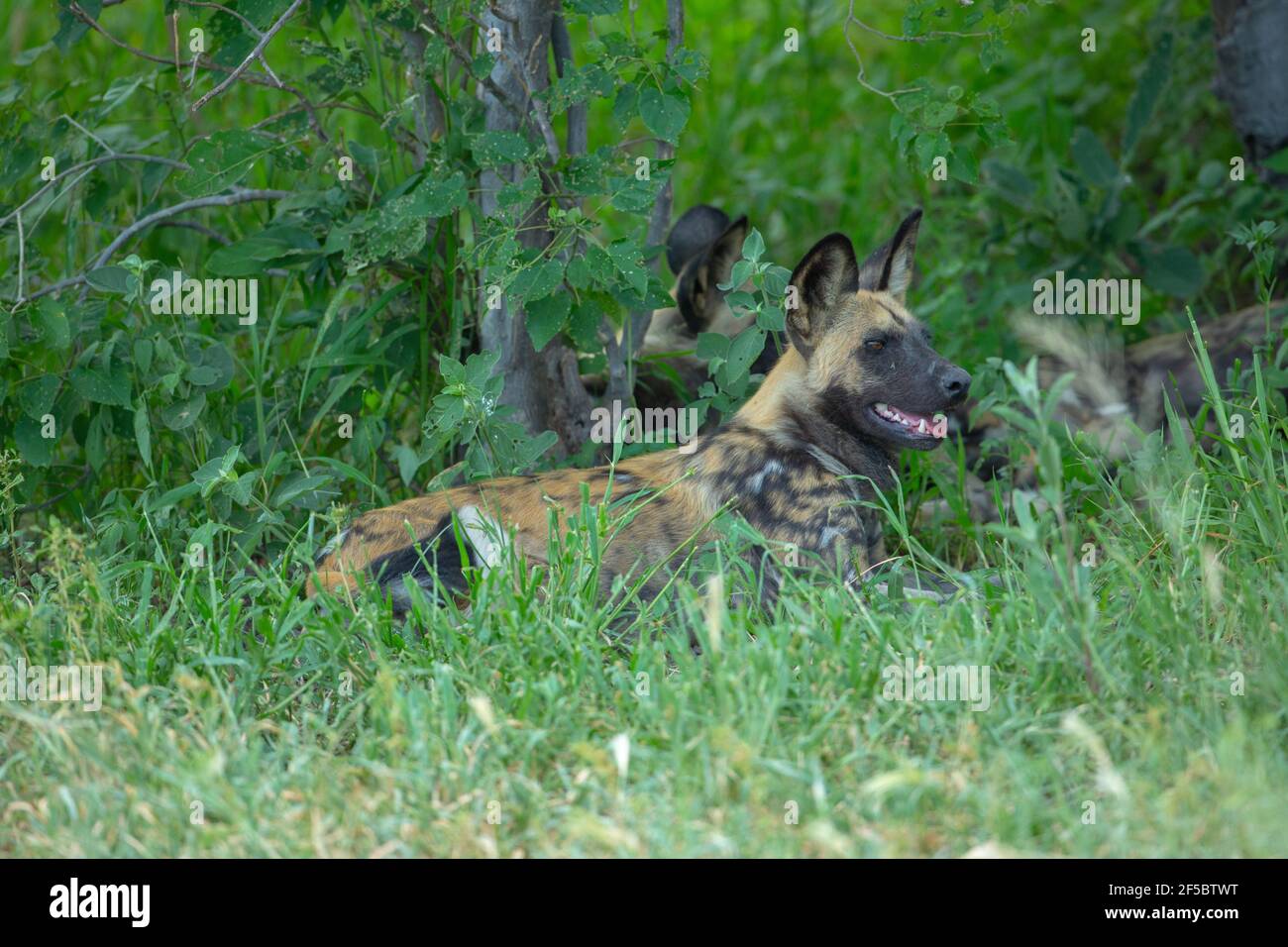 Cane selvatico africano di caccia o lupo dipinto (Lycaon pictus). Riposando, ma attenzione, nel copricupo di ombra fresco, dal sole di mezzogiorno. Dopo la ricerca riuscita. Foto Stock