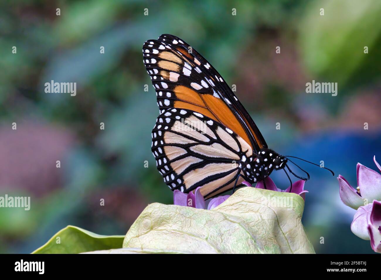 Un'alimentazione monarca bella e vividamente dettagliata su una pianta gigante di mungitura. Foto Stock