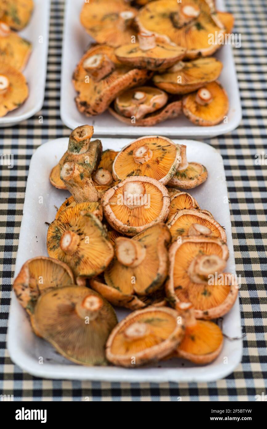 VIC mercato settimanale, prodotti freschi e biologici, fungo di pino rosso ( Lactarius deliciosus), Barcellona, Catalogna, Spagna. Foto Stock