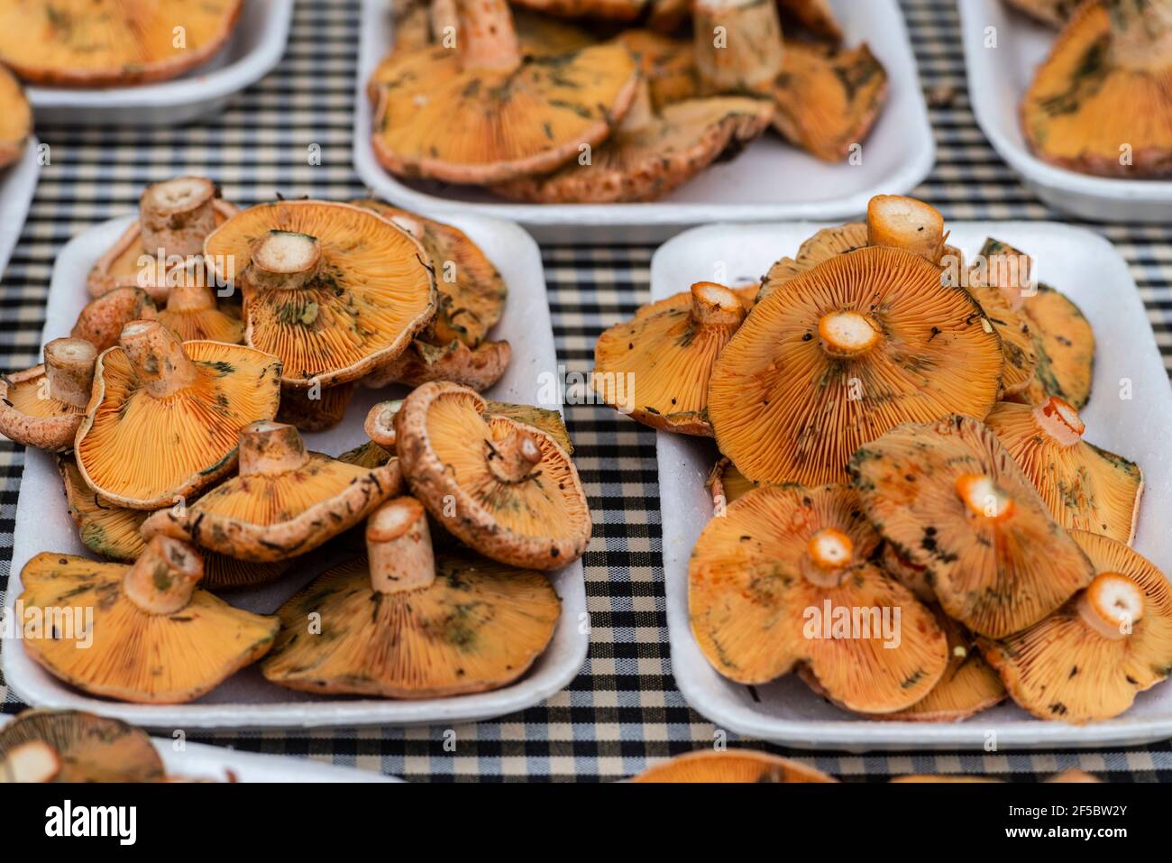 VIC mercato settimanale, prodotti freschi e biologici, fungo di pino rosso ( Lactarius deliciosus), Barcellona, Catalogna, Spagna. Foto Stock