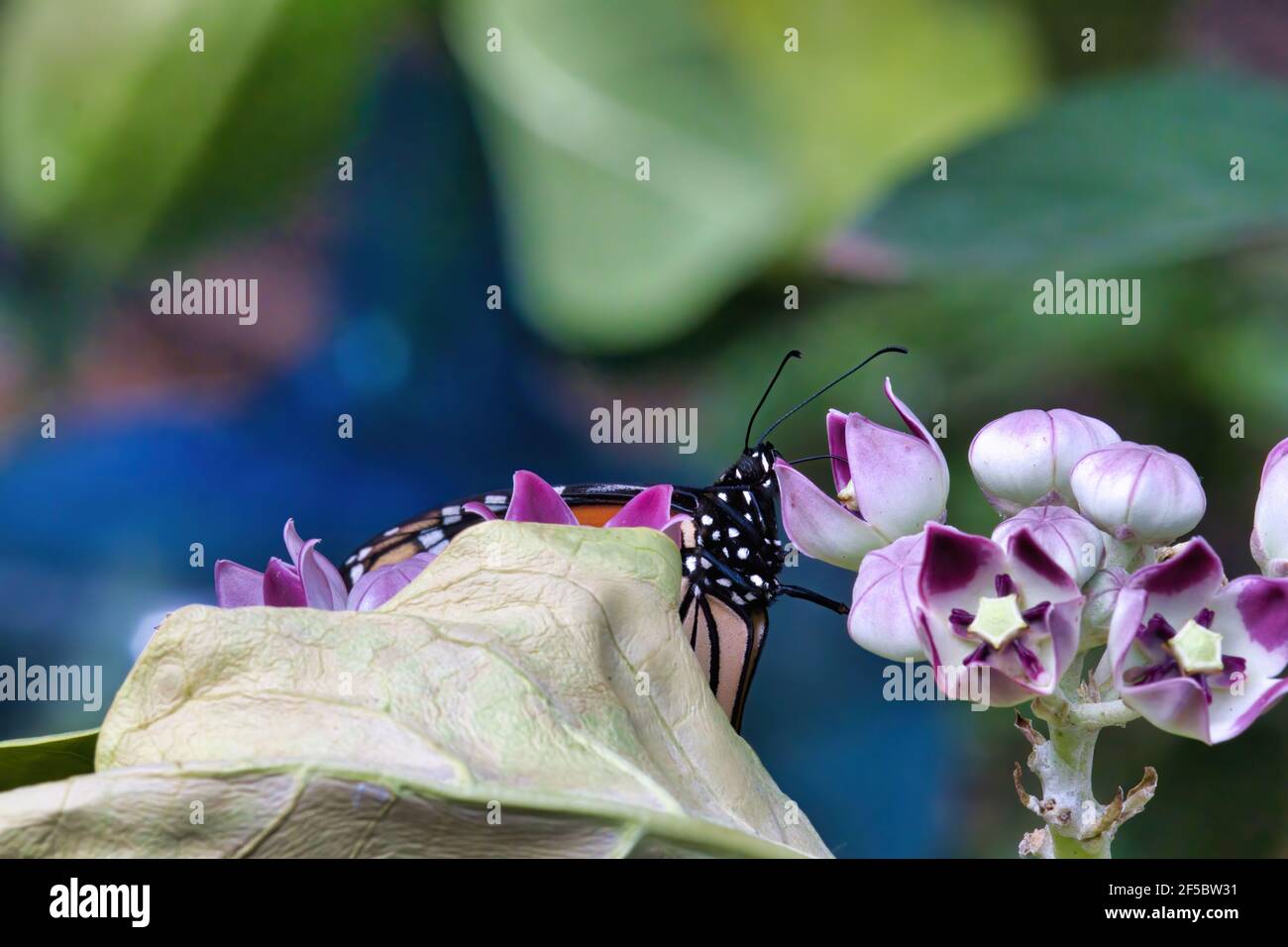 Farfalla monarca parzialmente nascosta che si nutrono di un gigantesco fiore di mungitro. Foto Stock