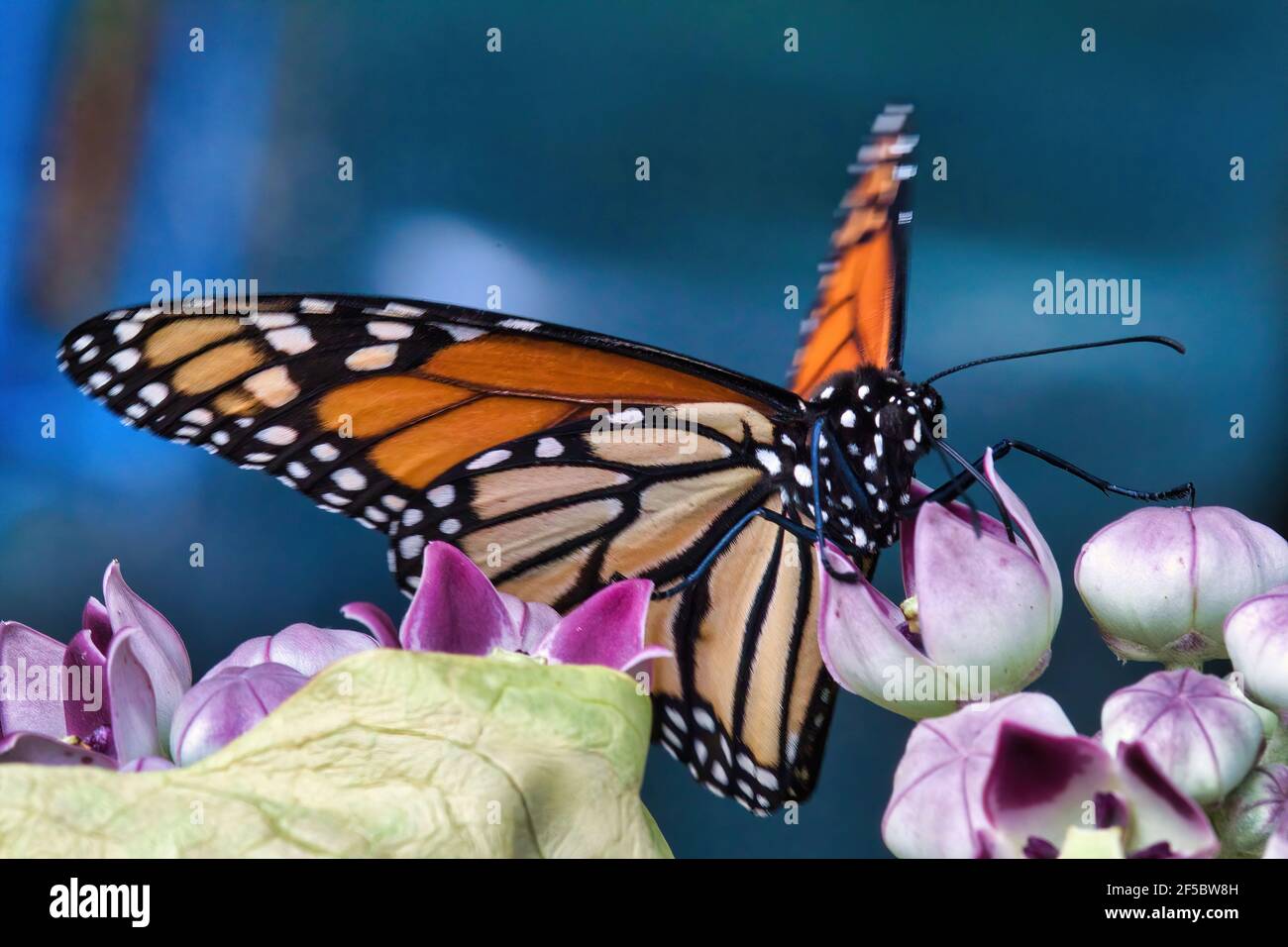Vista molto ravvicinata di una vivida farfalla monarca che si nuote su un fiore di fieno. Foto Stock