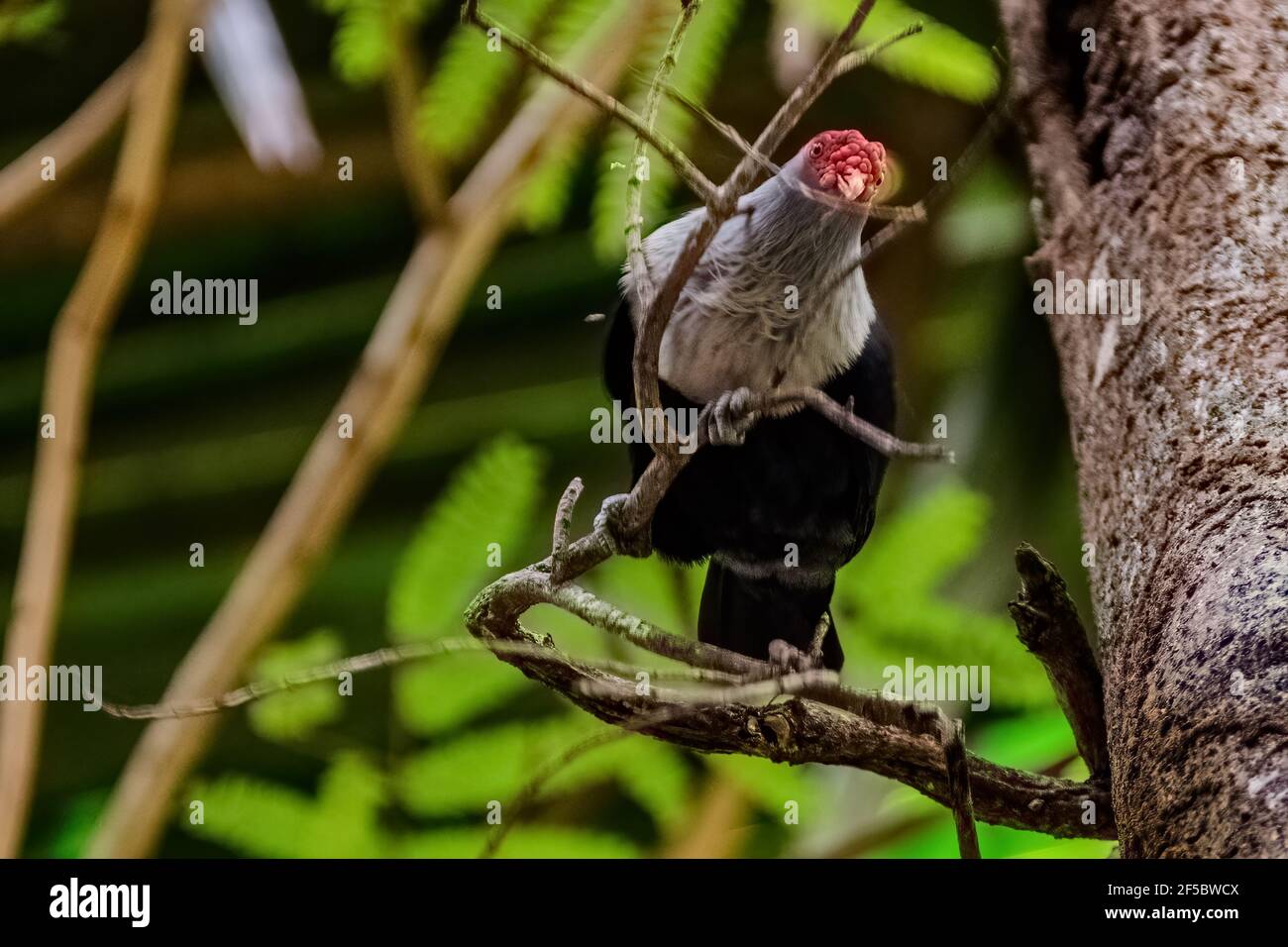 Blue Pigeon alle Seychelles Foto Stock