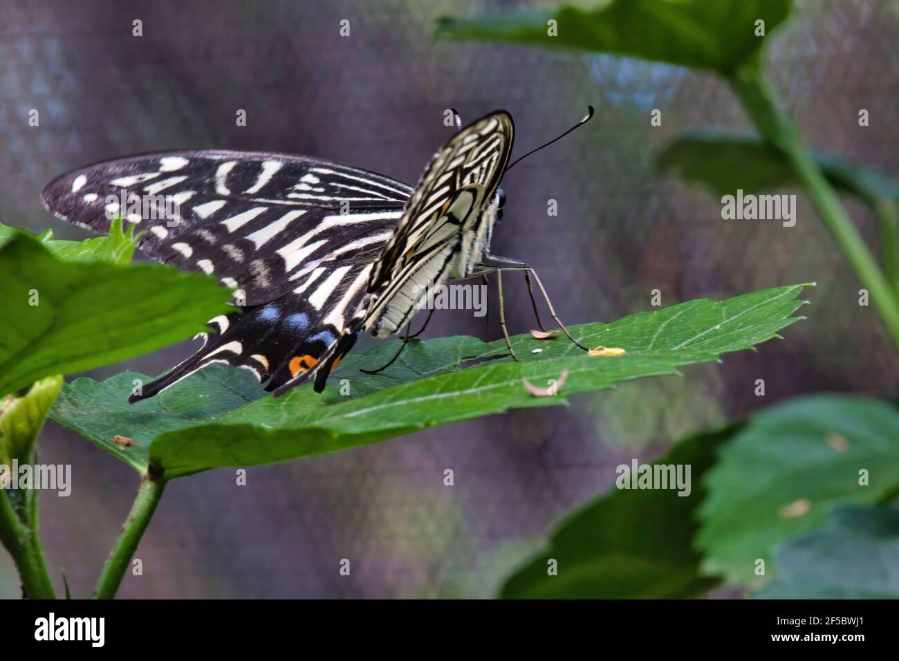 Farfalla gialla a coda di rondine riposante vista da dietro appoggiata su una foglia verde. Foto Stock