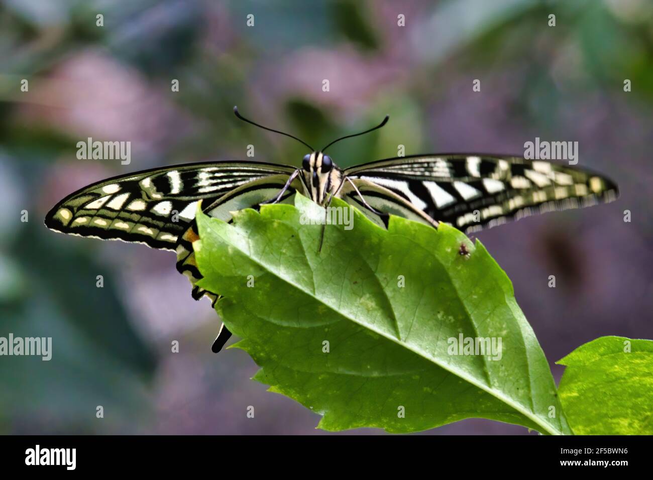 Bellezza di una farfalla gialla a coda di rondine. Foto Stock