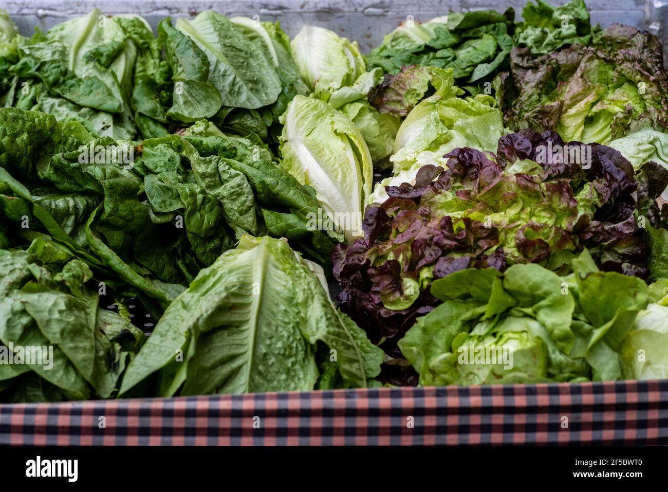 VIC mercato settimanale, prodotti freschi e biologici, ortaggi biologici, Barcellona, Catalogna, Spagna. Foto Stock