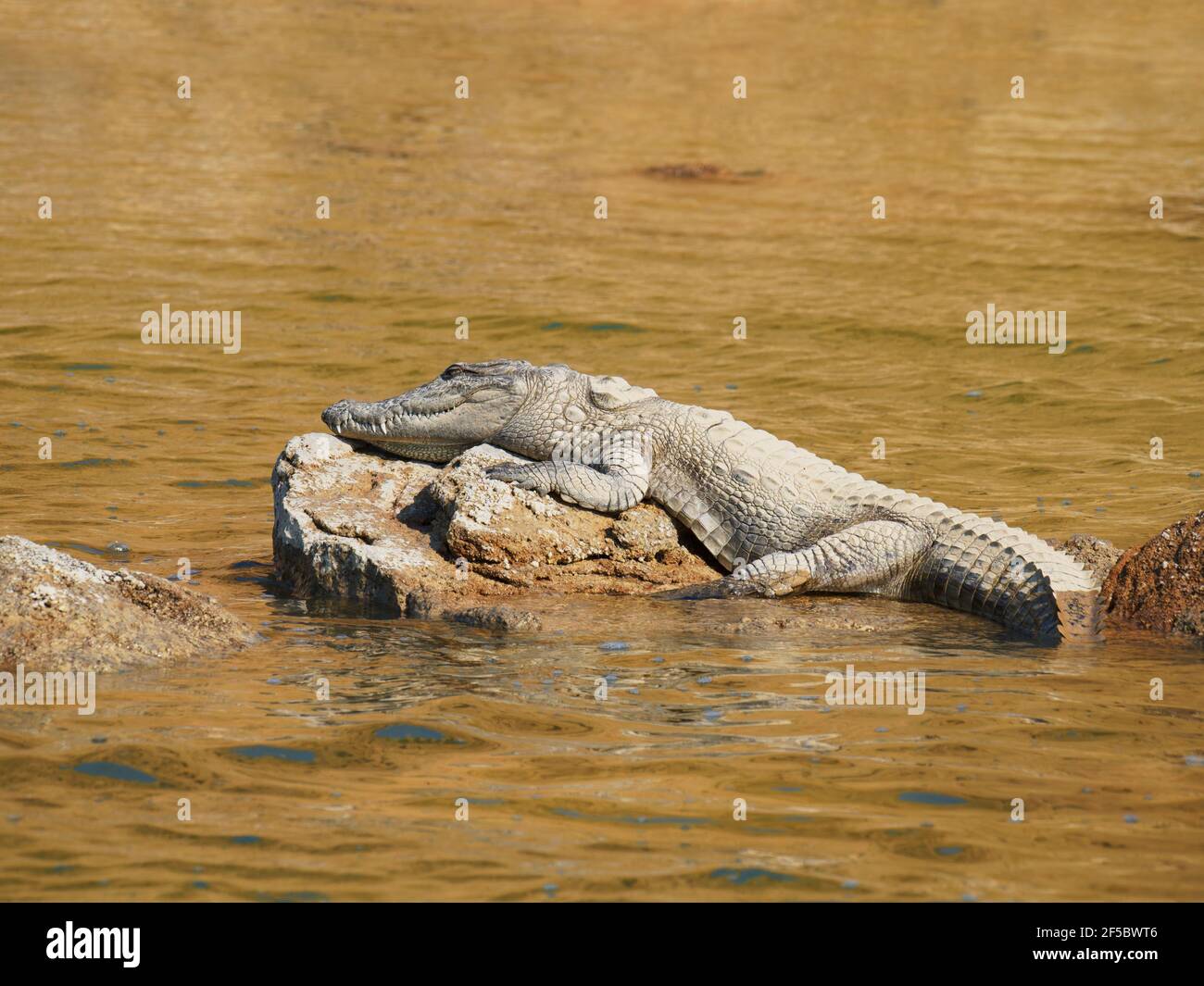 Mugger CrocodileCrocodylus palustris Rajasthan, India RE000393 Foto Stock