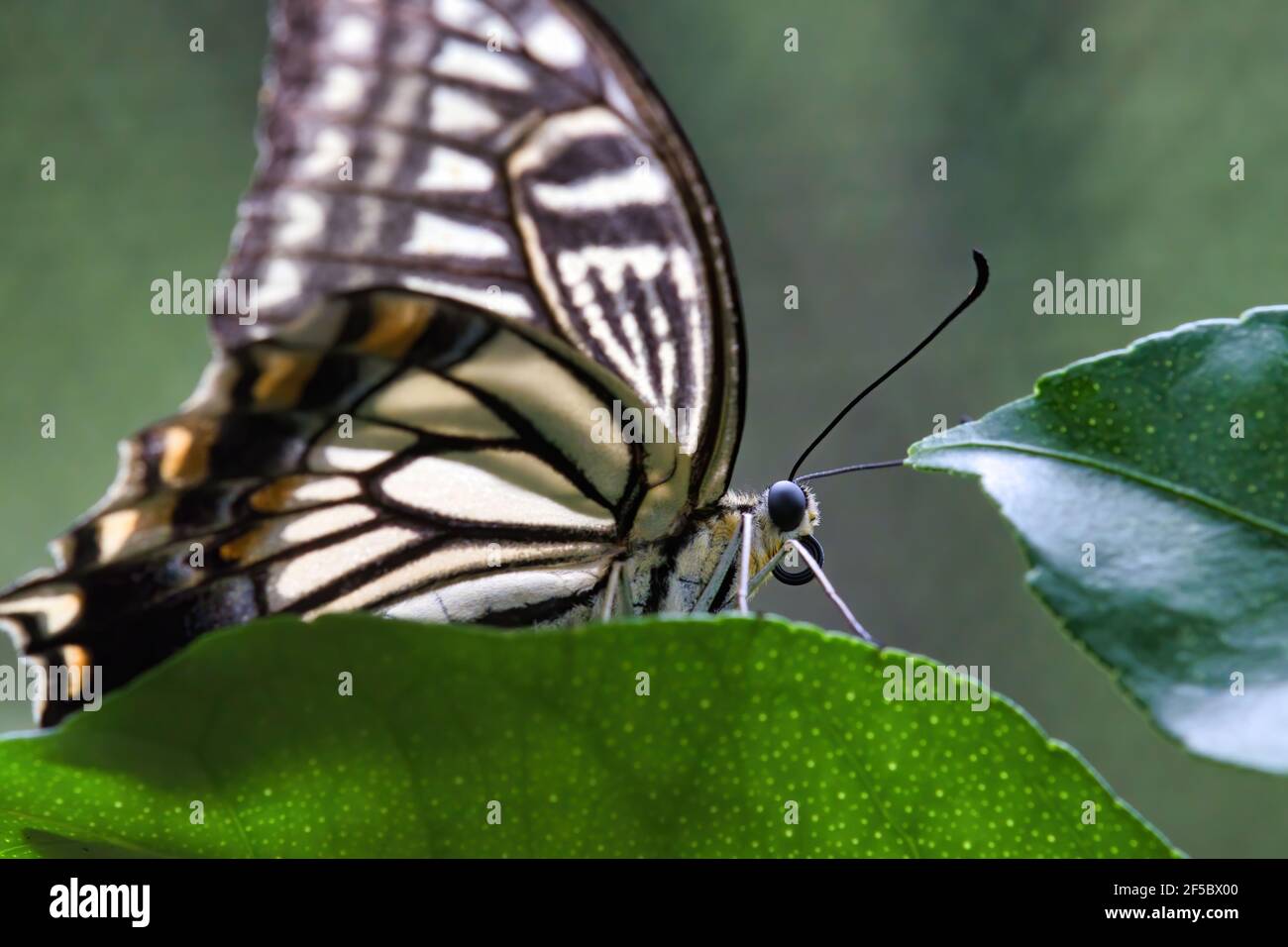 Occhio e testa dettagliati di una farfalla gialla a coda di rondine. Foto Stock